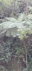 Gymnosphaera salvinii