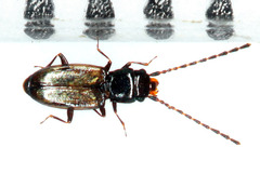 Laemophloeidae