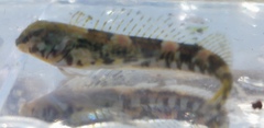 Lepidoblennius haplodactylus