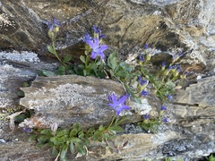 Campanula piperi