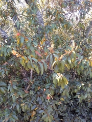 Chrysolepis