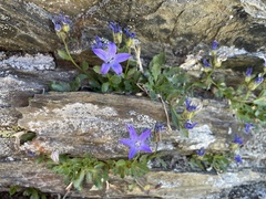 Campanula piperi