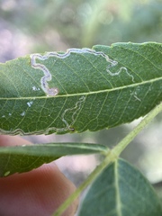 Stigmella longisacca