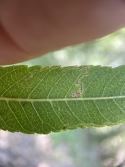 Stigmella longisacca