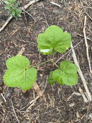 Ribes viscosissimum
