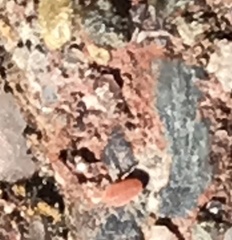 Erythraeoidea