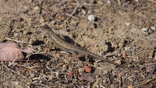 photo of Western Fence Lizard (Sceloporus occidentalis)