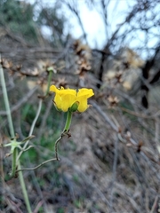 Scyphanthus elegans