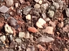 Erythraeoidea