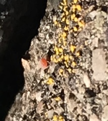 Erythraeoidea