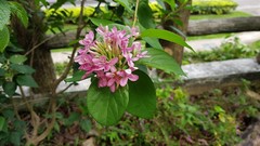 Pseuderanthemum laxiflorum