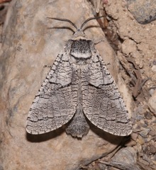Acossus undosus