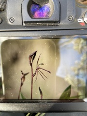 Cyrtostylis reniformis