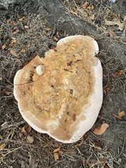 Ganoderma martinicense