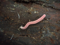 Gosodesmus claremontus