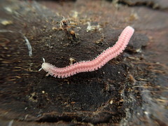 Gosodesmus claremontus