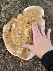 Ganoderma martinicense