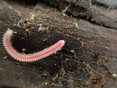 Gosodesmus claremontus