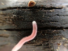 Gosodesmus claremontus