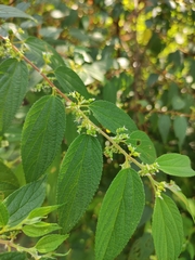 Trema cannabina