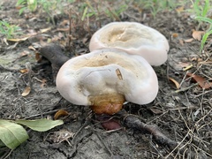 Ganoderma martinicense