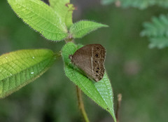 Mycalesis visala