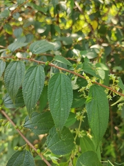 Trema cannabina
