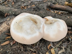 Ganoderma martinicense