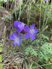 Geranium potentillifolium