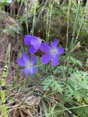 Geranium potentillifolium