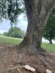 Ganoderma martinicense