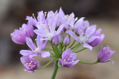 Allium drummondii