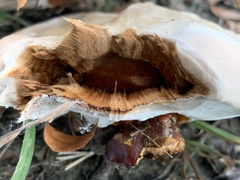Ganoderma martinicense