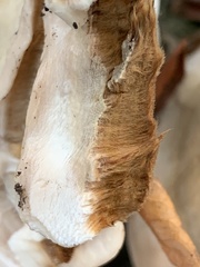 Ganoderma martinicense