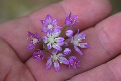 Allium drummondii