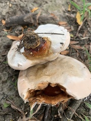 Ganoderma martinicense