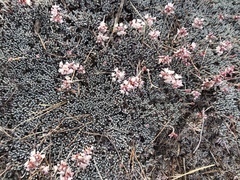 Eriogonum kennedyi
