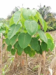 Hura polyandra
