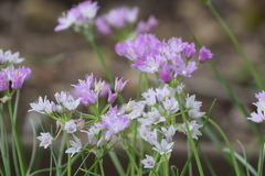 Allium drummondii