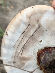Ganoderma martinicense