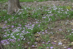Allium drummondii