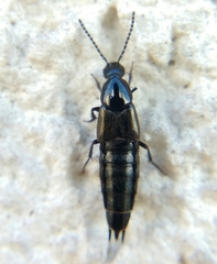 Philonthus carbonarius