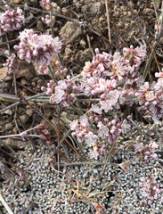 Eriogonum kennedyi