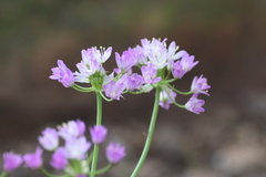 Allium drummondii