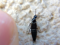 Philonthus carbonarius