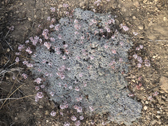Eriogonum kennedyi