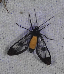 Cosmosoma stibosticta