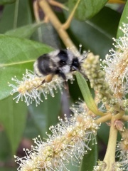 Bombus vancouverensis