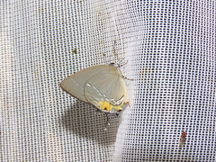 Ostrinotes purpuriticus