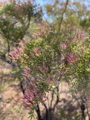 Calytrix exstipulata
